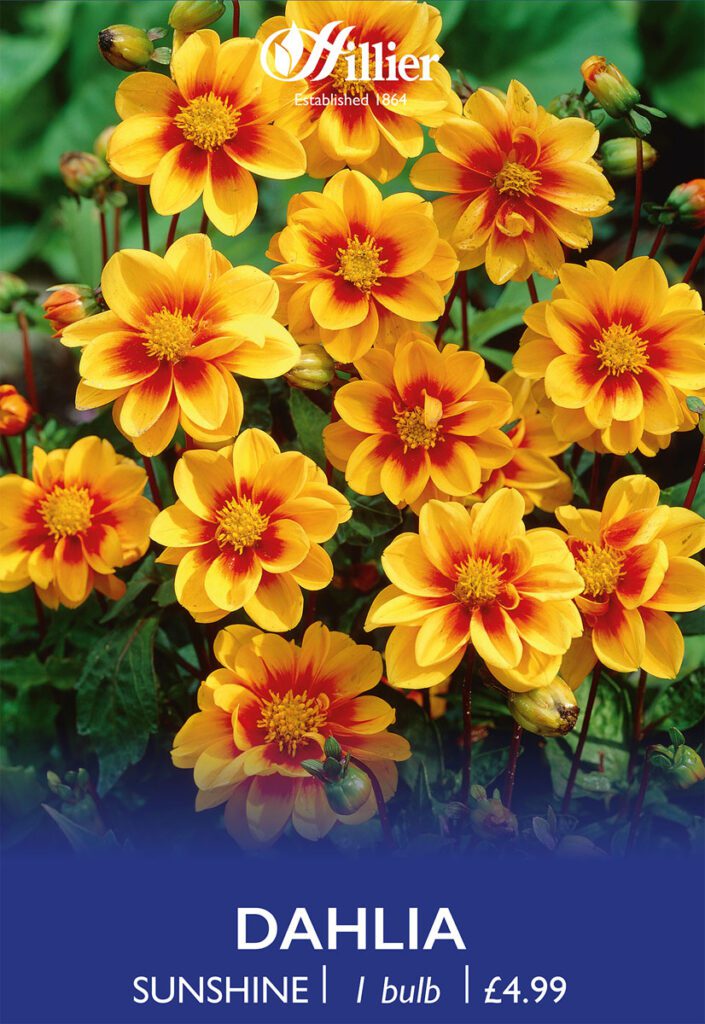 Dahlia Sunshine Tubers 8718641997178 2